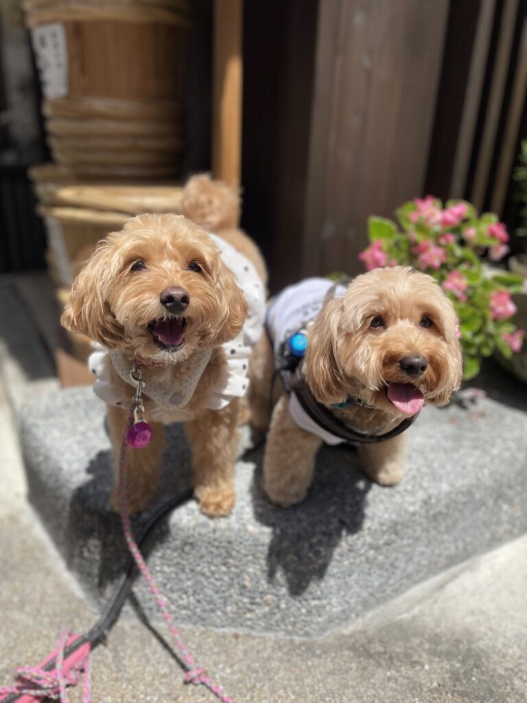 有馬温泉の街並みをバックに笑顔で並ぶ2匹の愛犬