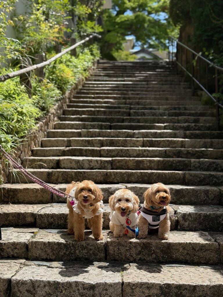 有馬温泉街の石段で記念撮影する3匹の小型犬たち