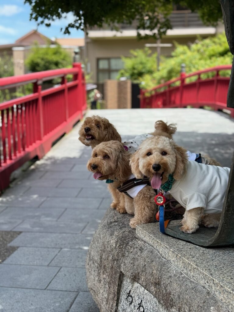 有馬温泉の赤い橋のたもとで並ぶ愛犬たちのかわいい記念写真