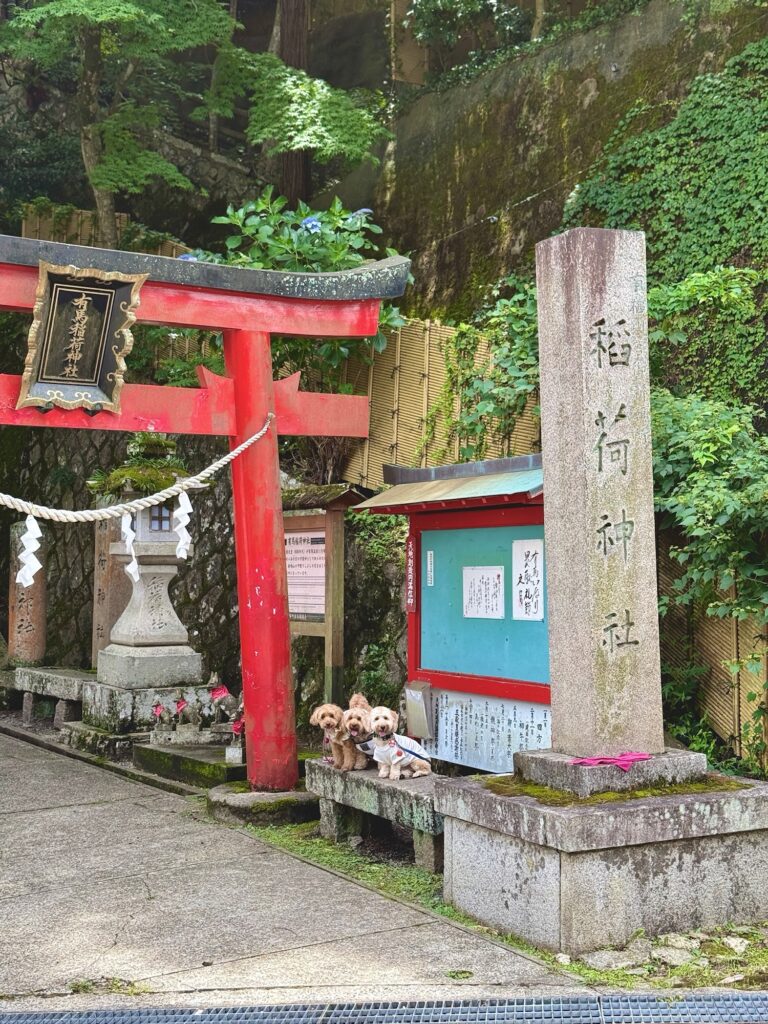 有馬温泉の稲荷神社で鳥居と一緒に写る3匹の犬たち