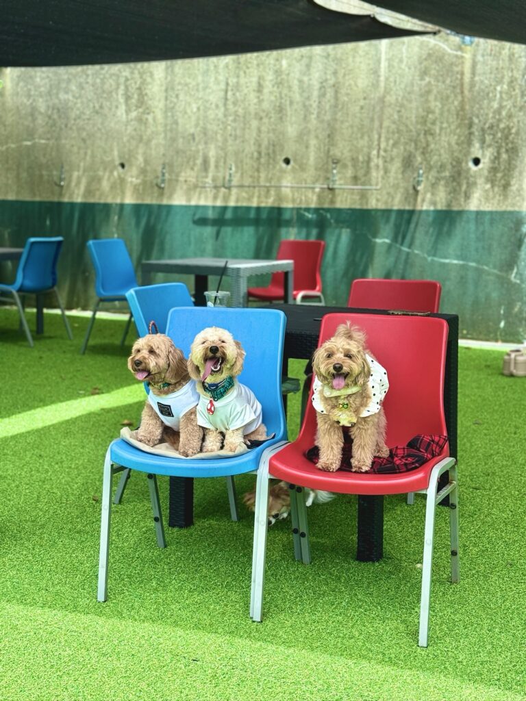 神戸・カフェテラス ロム 2号店のドッグランで椅子に座る3匹のかわいい犬たち