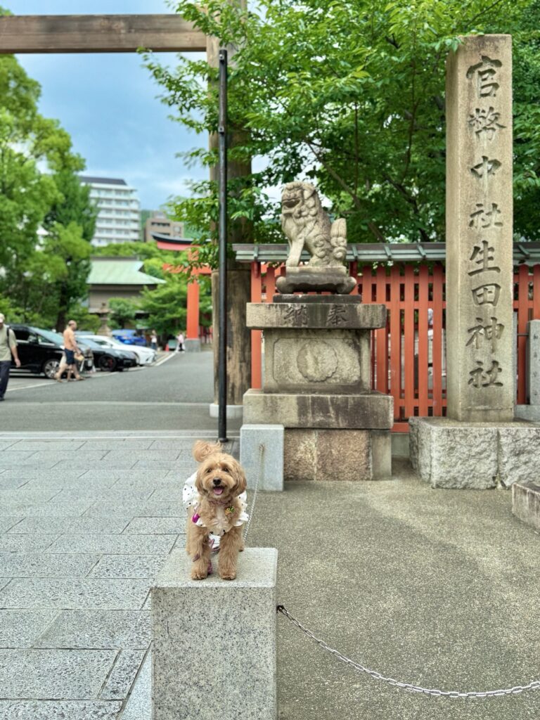神戸・生田神社の鳥居前で笑顔のわんこがポーズ♪