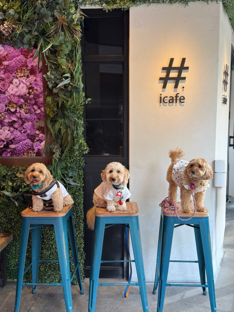 紫の花壁とおしゃれスツールで記念撮影する愛犬たち|三宮の人気犬カフェ #icafe